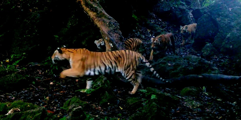 Ekstremt sjældent: Tigermor og tre unger fanget på kamera