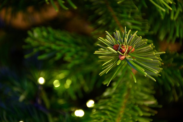Sådan slipper du for grannåle i stuen, når juletræet bliver sat ind