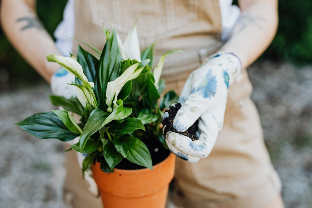 Blomstermagi: Her er hemmeligheden bag frodige fredsliljer