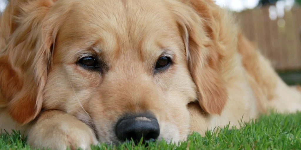 Golden Retriever vandrede næsten 100 kilometer: Forsøgte at finde hjem til sin familie