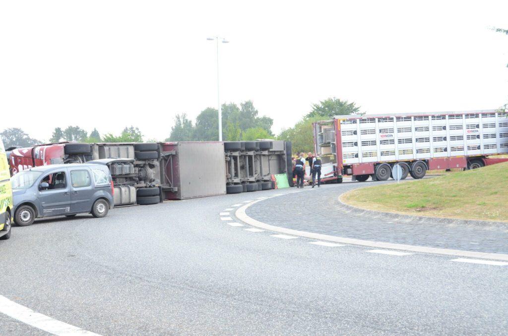 Grisetransport vælter i rundkørsel: Nu skal 700 grise aflives
