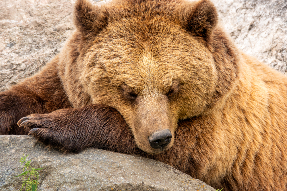 Kvinde dræbt af grizzlybjørn