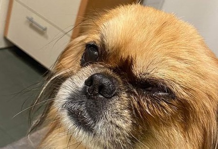 Dreng kastede ætsende toiletrens i øjnene på hunden Gucio