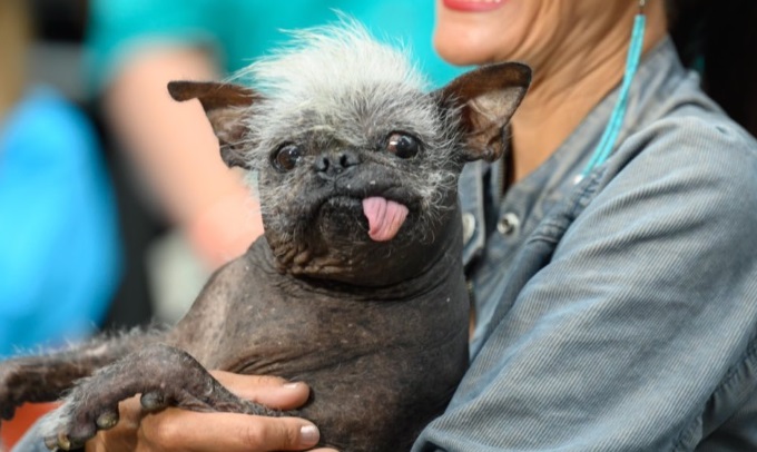 Sig hej til Mr. Happy Face: Kåret til Verdens grimmeste hund