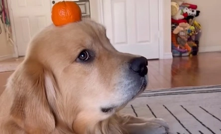 Golden retriever bliver hele tiden snotforvirret: Se den sjove video her