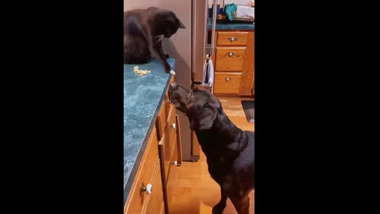 Du troede aldrig, du ville se dette: Kat fordrer hund