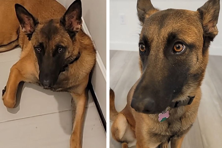 Frustreret over din hund? Denne mands gode råd tager Internettet med storm