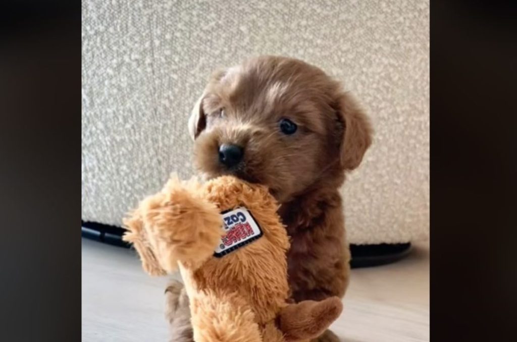 Hundeejer snydt af opdrætter: Hund voksede op til at blive en helt anden