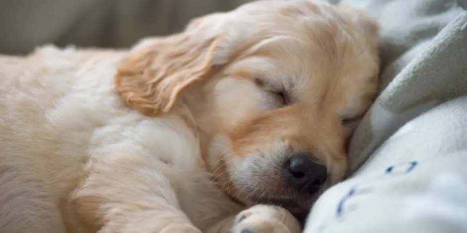 Vil du sove godt? Studie afslører nøglen til god søvn: Erstat din mand med hunden i sengen