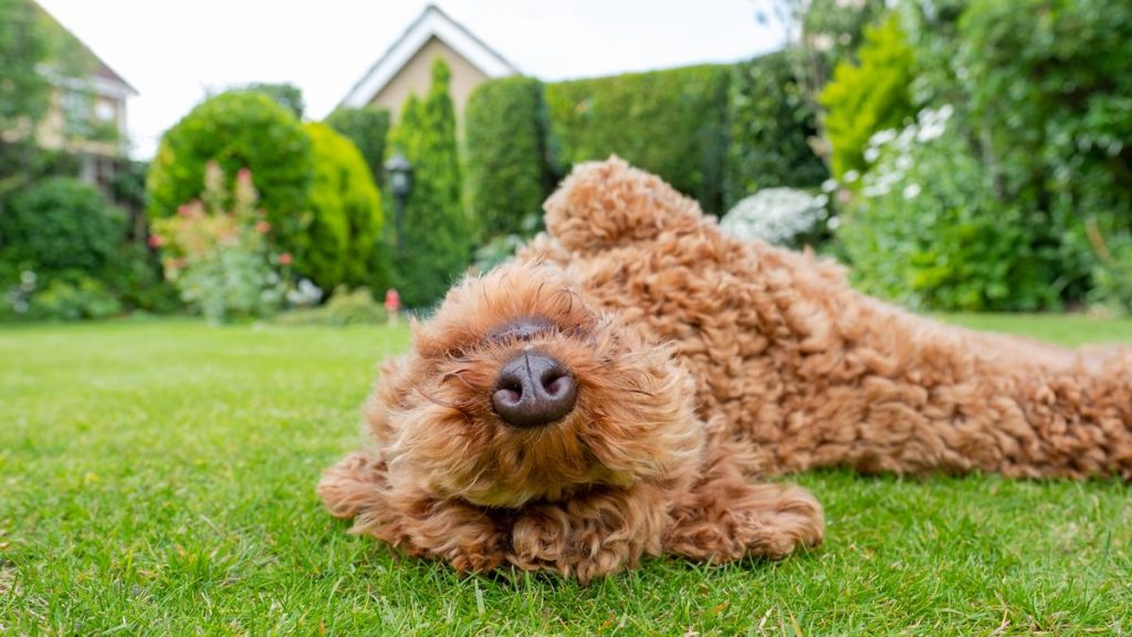 Naboens hund tisser i min have: Beboer tog hurtigt handling