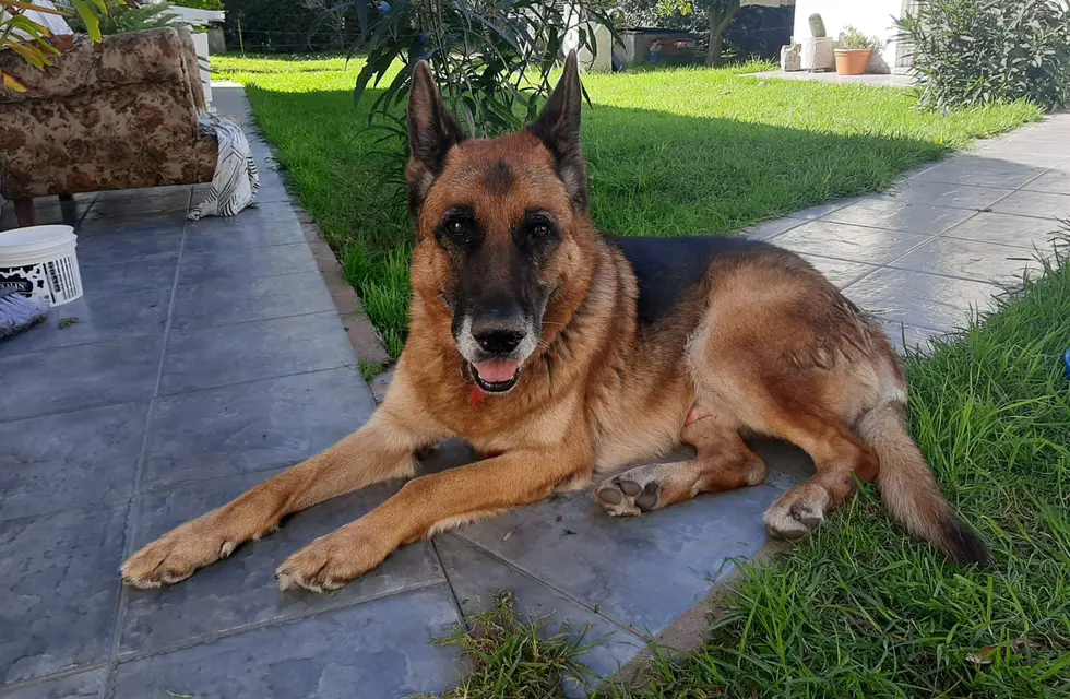 Hundeejer fik forkert hund med hjem – opdagede det ikke selv