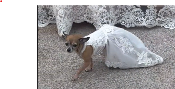 Chihuahua som brudepige: Se den skønne video