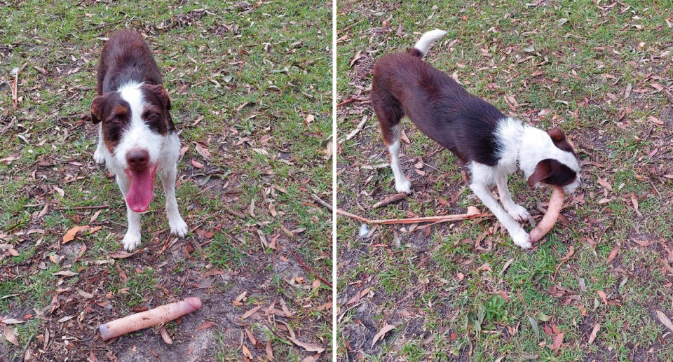 Kærestepar leger apport med hunden: Gør store øjne da hun dukker op med noget andet end en pind