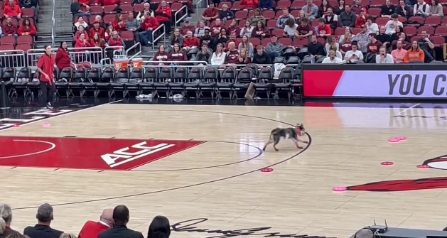 Skidegod hund får applaus under basketkamp