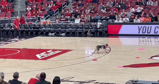 Skidegod hund får applaus under basketkamp