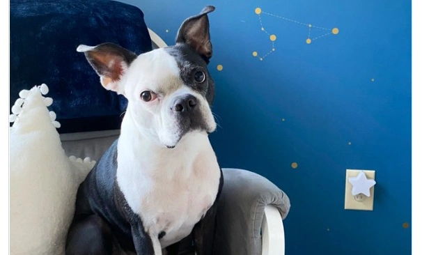 Hunden blev ved med at vække deres baby om natten: Til sidst takkede de den