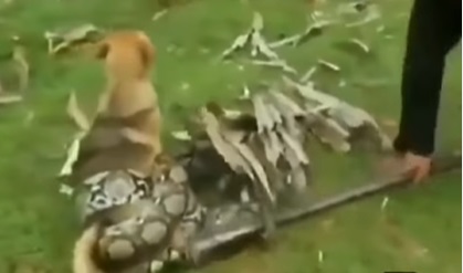 Kæmpe python-slange vikler sig rundt om hund: Hvad der sker derefter overrasker alle