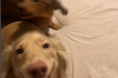 Har denne gravhund snust til en pose peber: Denne video får Internettet til a koge