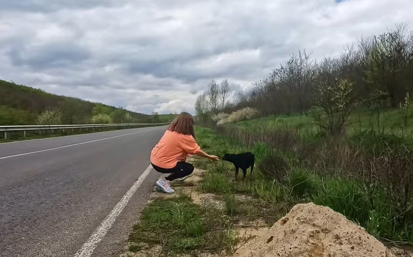 Så udmagret hund i vejkanten: Hvad dyrlægen opdagede, overraskede alle