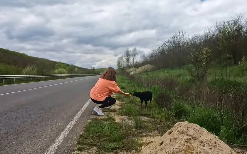 Så udmagret hund i vejkanten: Hvad dyrlægen opdagede, overraskede alle