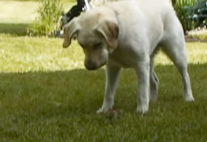 Hund finder lille væsen i græsset: Pludselig sker der noget utroligt, og dens reaktion får os til at smelte