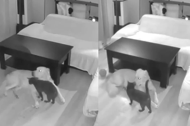 Efterlader hund og kat alene hjemme: Ejere lamslåede over, hvad overvågningskameraet viser