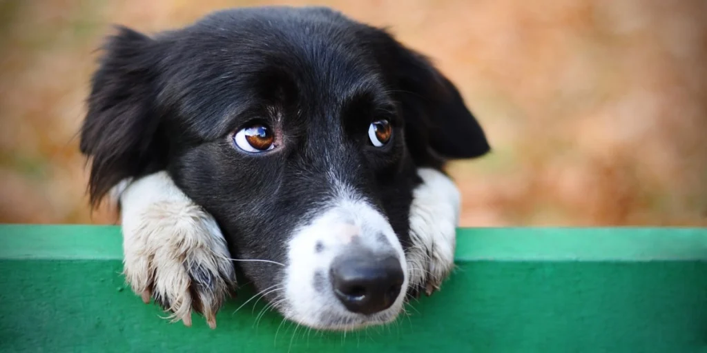 Studie med overraskende konklusion: Kram din hund inden du forlader den