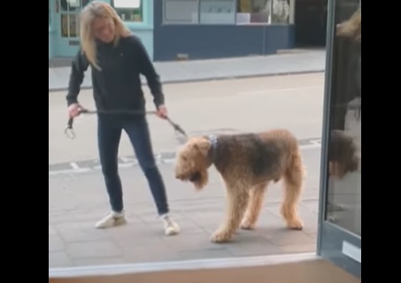 Grenson ville på pub: Morsom hund får tusindvis til at grine