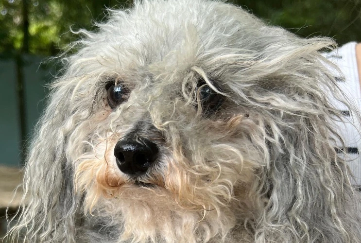 Små hunde lever længst: Nu ved vi hvorfor