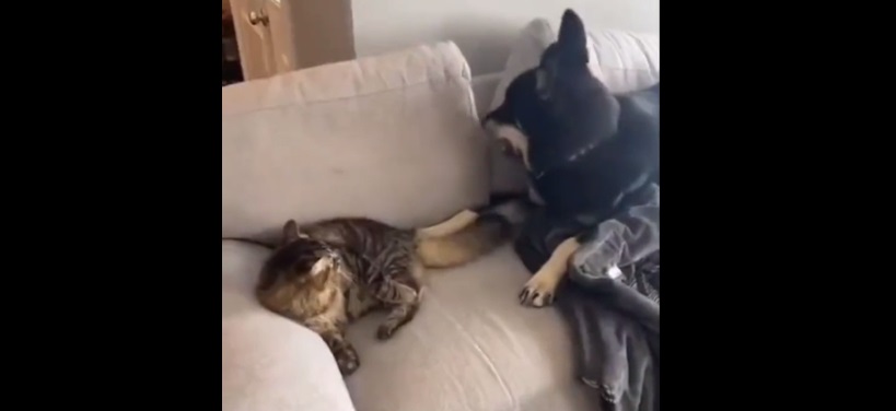 Hunden hævner sig på katten: Reaktionen er hysterisk morsom