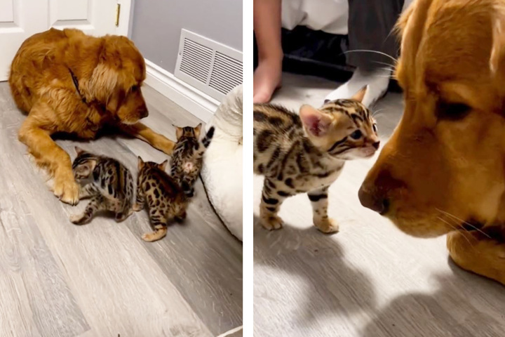 Da hunden Charlie blev konfronteret med kattekillinger, måtte deres ejer træffe en lynhurtig beslutning