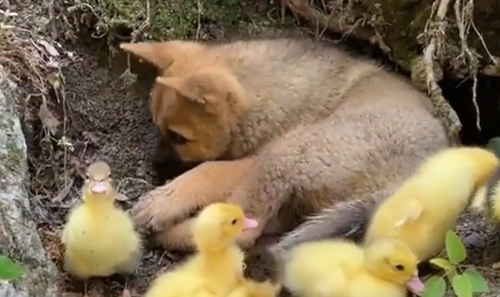 Dagens sødeste video: Hundehvalp hviler sig med ællinger