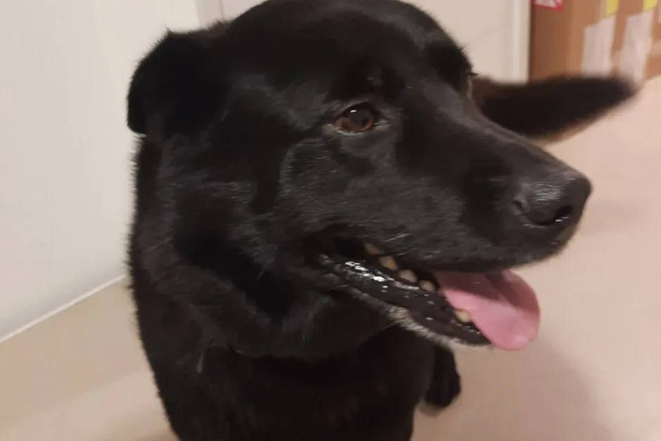 Politiet efterlyser: Hvem ejer denne søde hund?