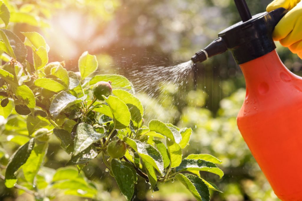 Lav din egen naturlige insektafvisende spray til planter med få tilgængelige ingredienser