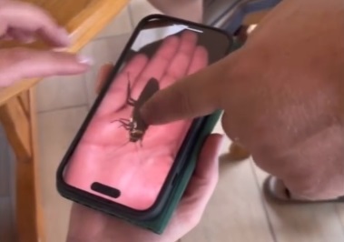 Pludselig skriger kvinden i panik, da tryllekunstner viser digital kakerlak