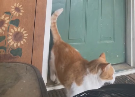 Accepterer ikke et “nej”: Er dette verdens mest insisterende kat?