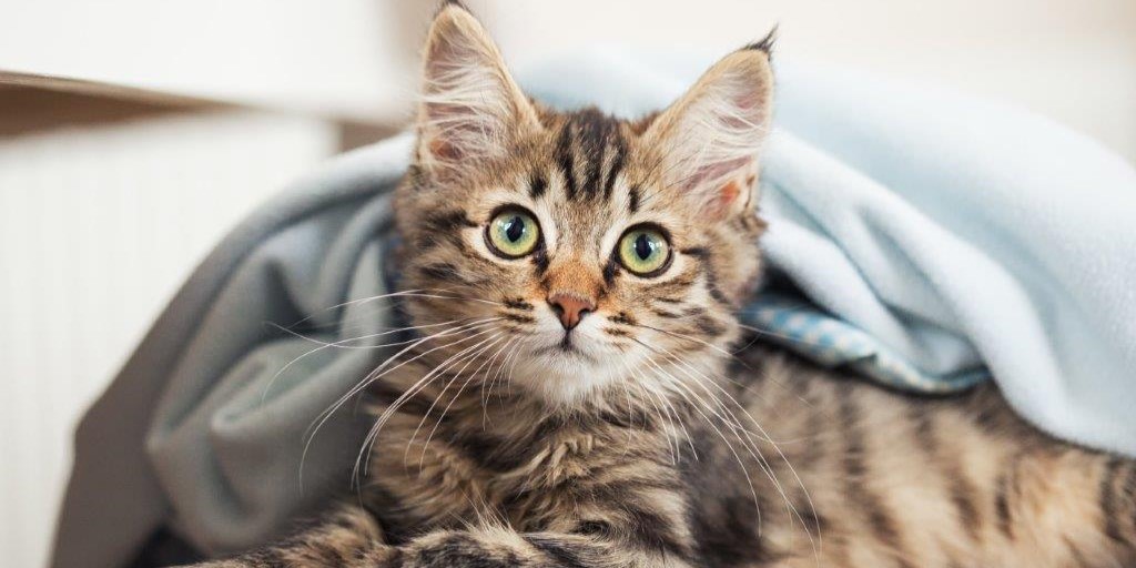 Er din kats navn på listen? Her er de 10 mest populære kattenavne i 2023