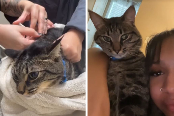 Katten Milo er sød og kærlig, lige indtil… Dens skizofreni har taget Internettet med storm