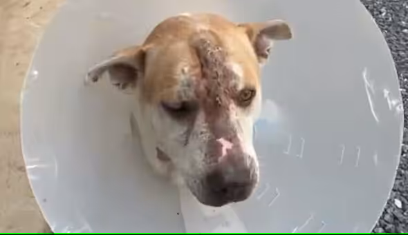 Alvorlig såret og trist hund blev reddet af barmhjertig samaritaner