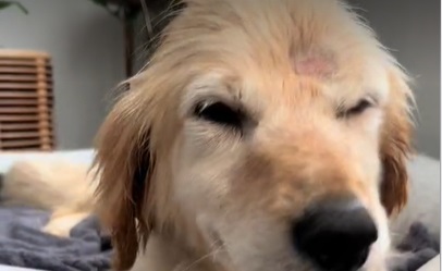 Hunden Kit blev reddet fra gaden: Nu smelter hun hjerter på stribe