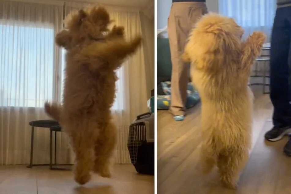 Hvad denne hund kan, overrasker alle: Danser som ingen andre