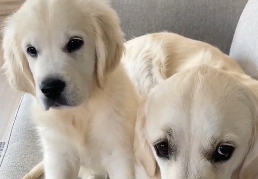 Hvalp flytter ind til familie: Den anden hunds reaktion siger mere end tusind ord