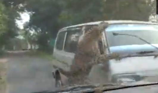Leopard på fri fod i storby: 13 mennesker sårede