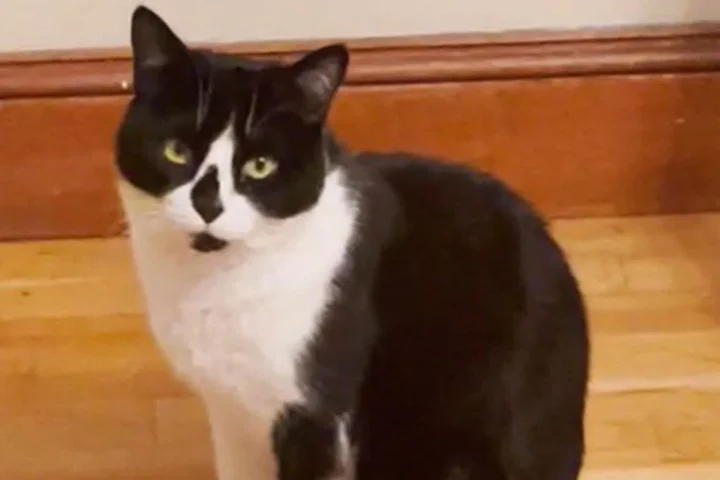 Da ejeren ser hvad katten har lavet i køkkenet, falder stemningen til nulpunktet