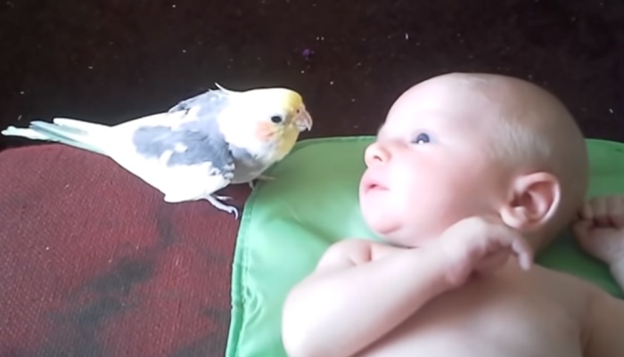 Den sødeste video, du ser i dag: Fugl synger godnat til baby
