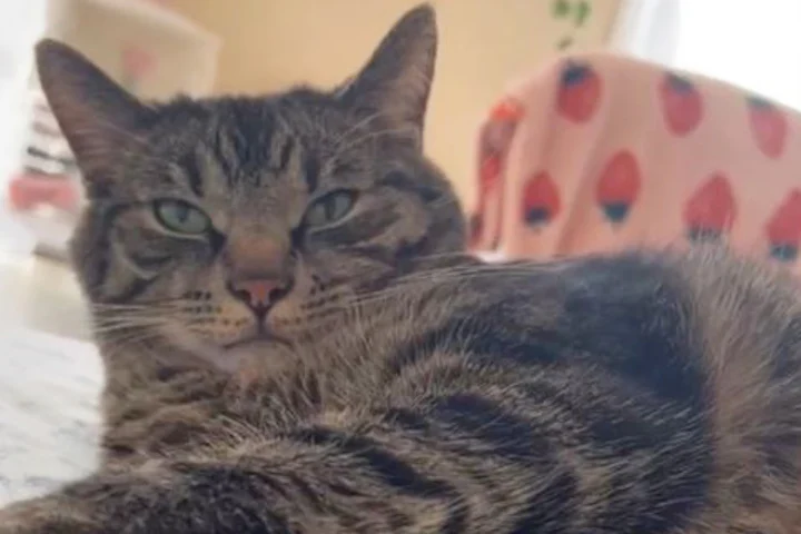Denne kat bliver ofte sur: Årsagen giver anledning til meget morskab