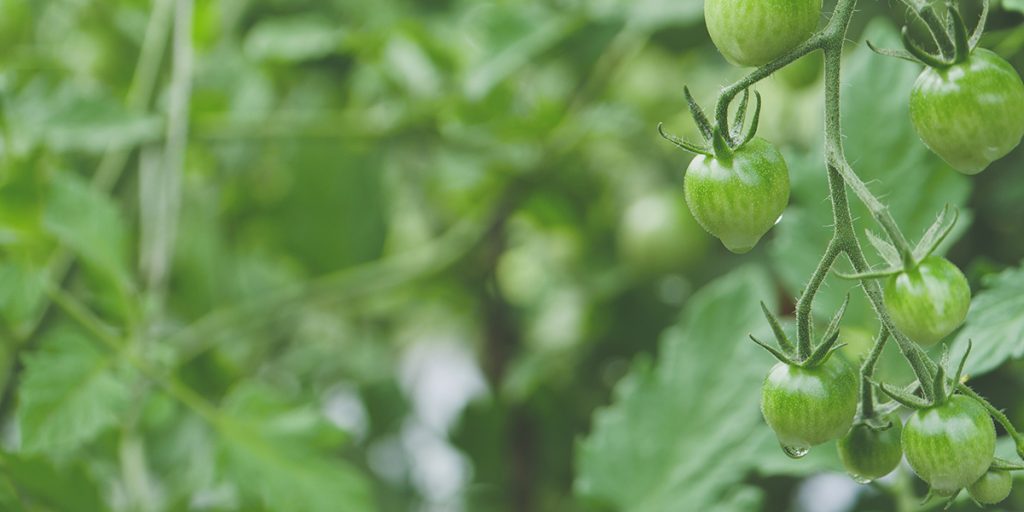 Ren magi for din have: Sådan slipper du nemt og billigt for, at insekter og dyr spiser dine planter