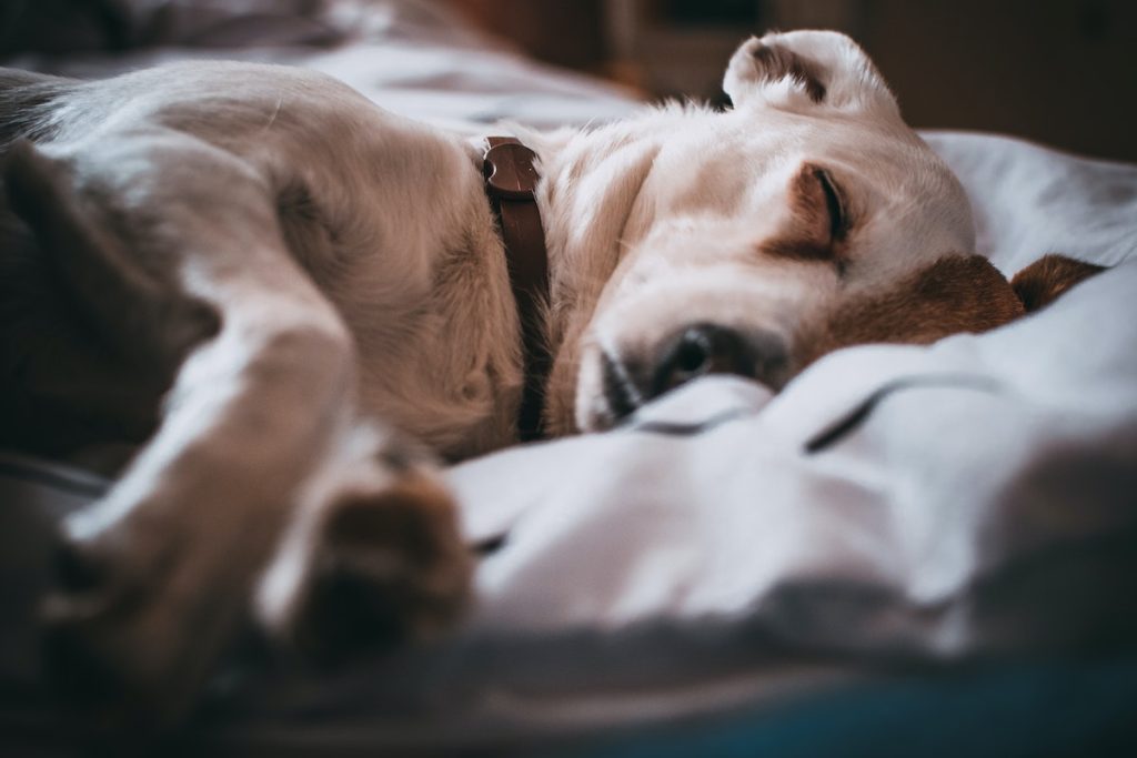 Derfor bør du stoppe med at dele seng med din hund ifølge dyrlæge
