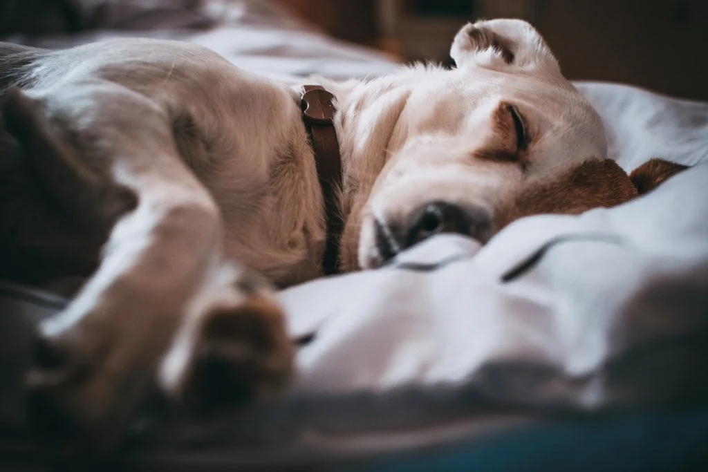 Derfor bør du stoppe med at dele seng med din hund ifølge dyrlæge