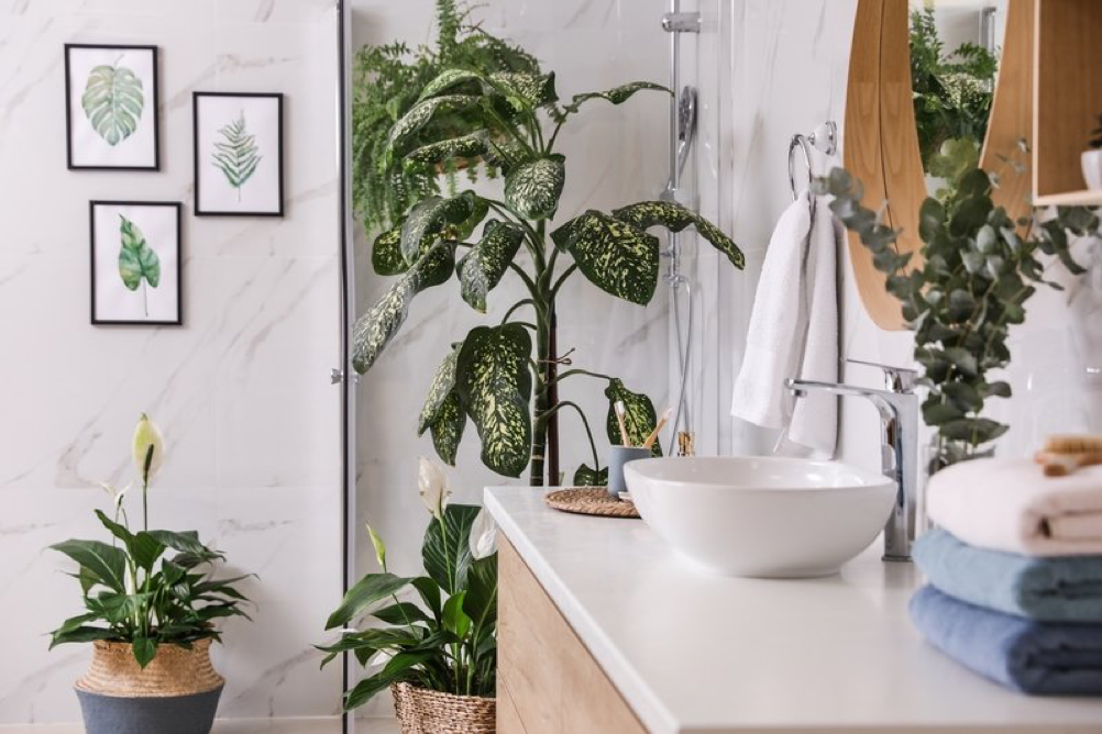 3 planter, du skal overveje til badeværelset